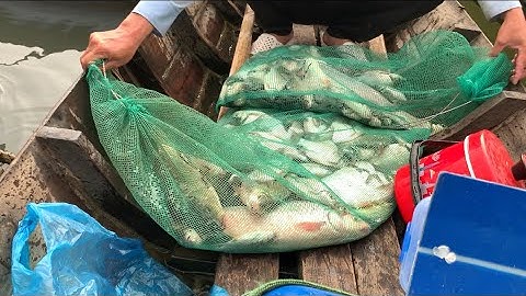 Câu cá dảnh làng bè bình thạnh xuống cần là có cá