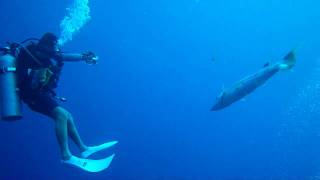: Giant Barracuda Charging group of divers