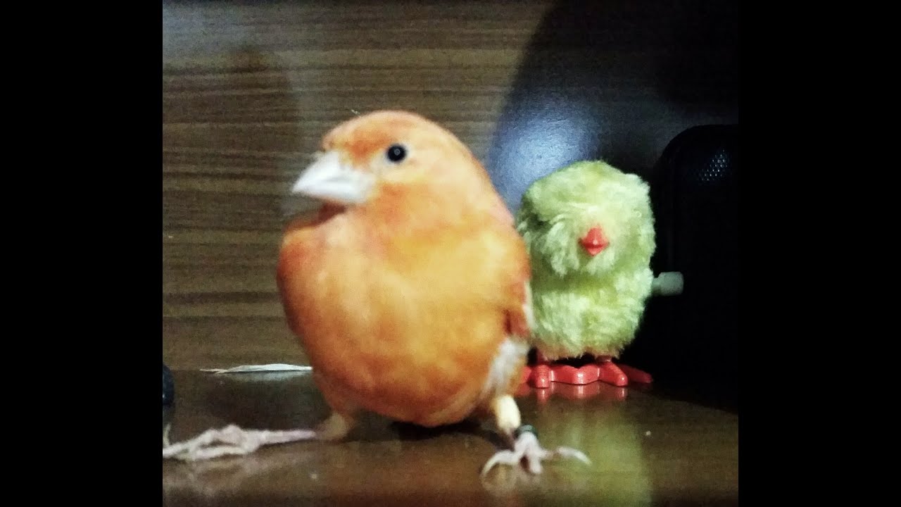 Mi Canario No Canta Solo Pia