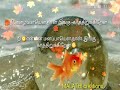Whatsapp status Whatsapp Status Video Download Free