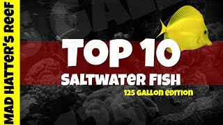 Saltwater Fish for A 125 Gallon Tank