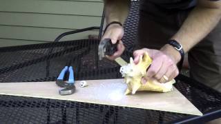 Making a Horn from a Conch Shell