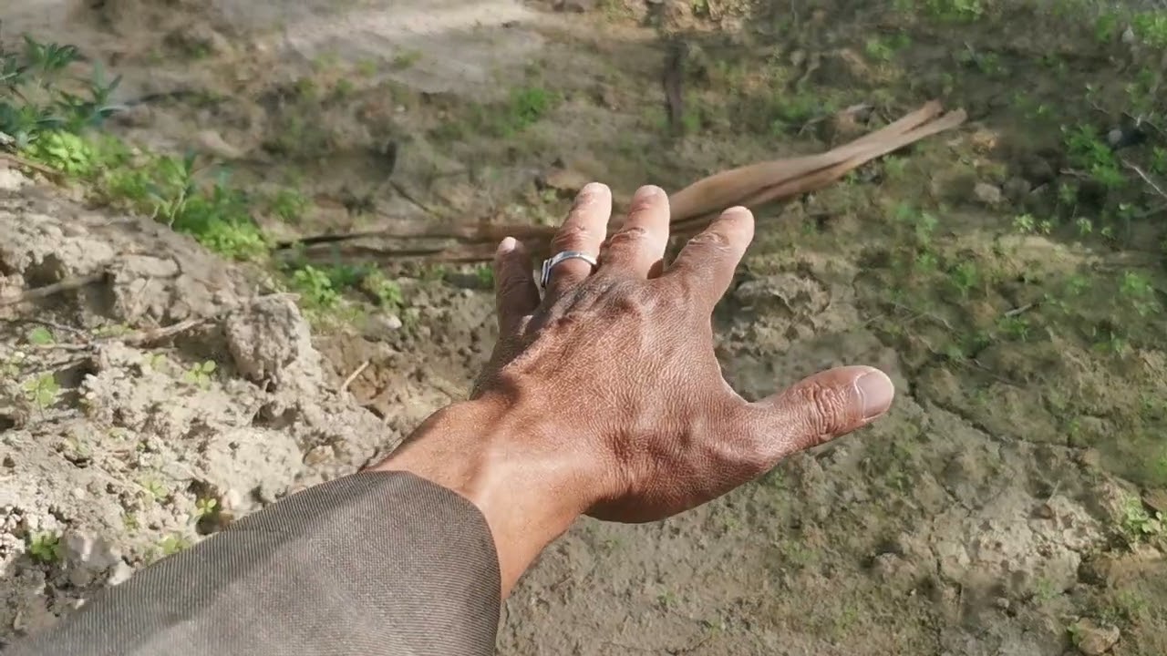 التسميد الطبيعي للنخيل