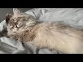 Cute Siberian cat cleans his ears - bedtime routine