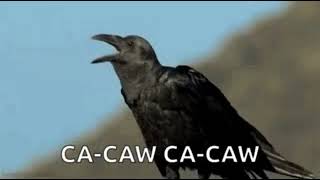 crow GIF 😜