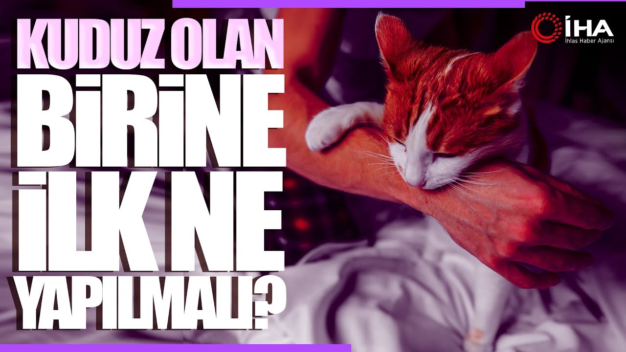 Kuduz Hastalığında İlk Yapılması Gerekenler Nelerdir? Kuzu Hastalığının Belirtileri Nelerdir?