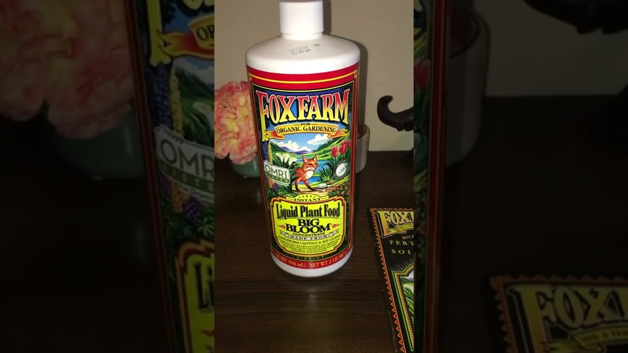 Fox farm big bloom