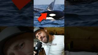 Orcas wearing Salmon Hats! (Why?) #nature #travel #ocean