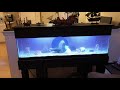 African Cichlid Tank Setup: Enthusiastic Journey of Creating the Ideal Habitat