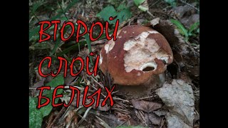 Второй слой белых. 04.07.2019. Чеховский район. Второй слой белых. 04.07.2019. Чеховский район.