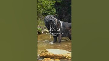 هذا خلق الله - تلاوة مؤثرة لياسر الدوسري