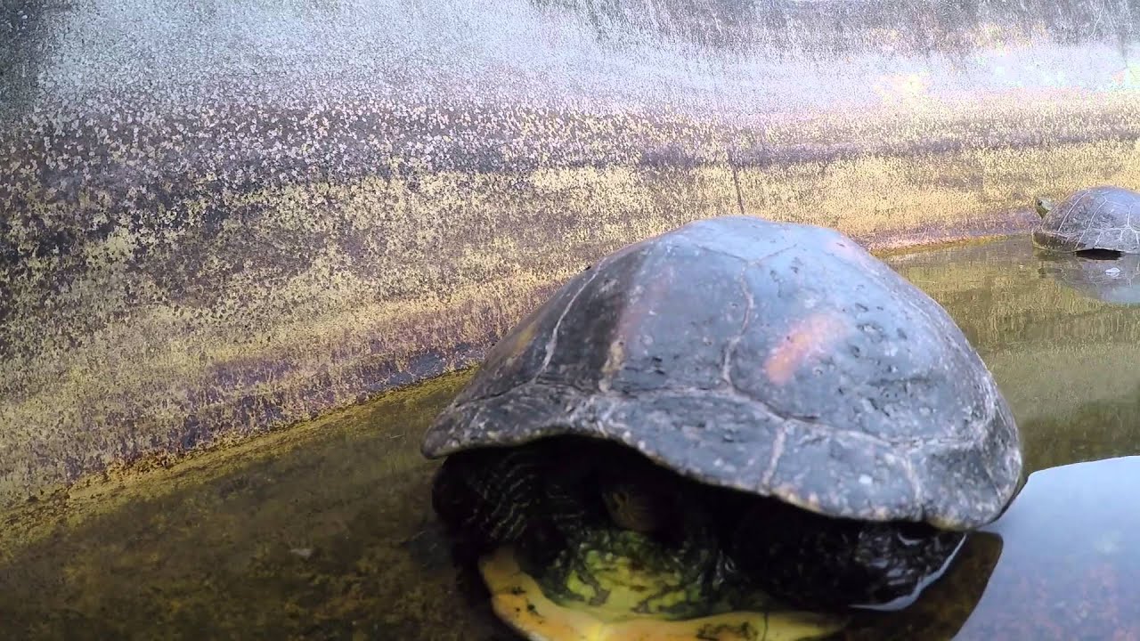Fish vs Turtle - YouTube