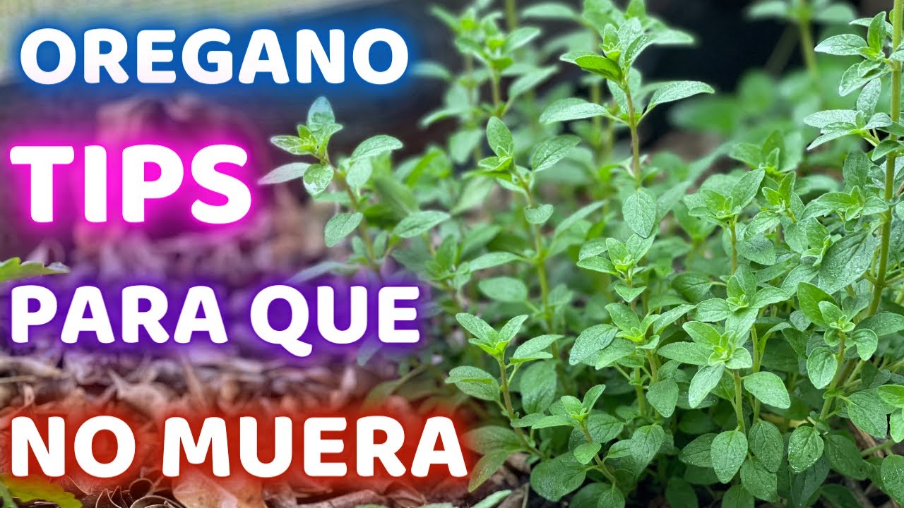 JAMAS VUELVAS A PERDER UNA PLANTA DE OREGANO || HUERTO CITADINO