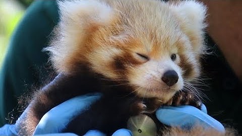 Cute alert: Red panda cub gets health check at Aussie zoo