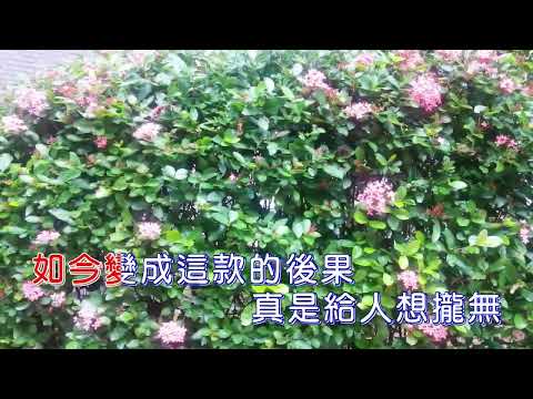 今夜又擱塊落雨   伴奏男key  PAPAYA【歌詞   高音質】
