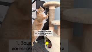 КАК ПРИРУЧИТЬ КОТА К КОГТЕТОЧКЕ! #золотаяшиншилла #лучшийкот