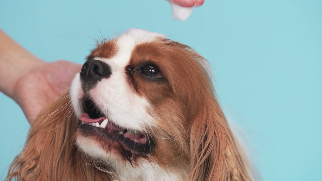 Dr. Cuddles - Medicated pet products designed to empower the lives of modern pet parents.