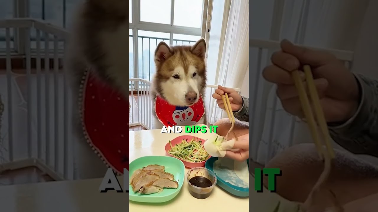 Spoiled Dog Wants His Sauce 