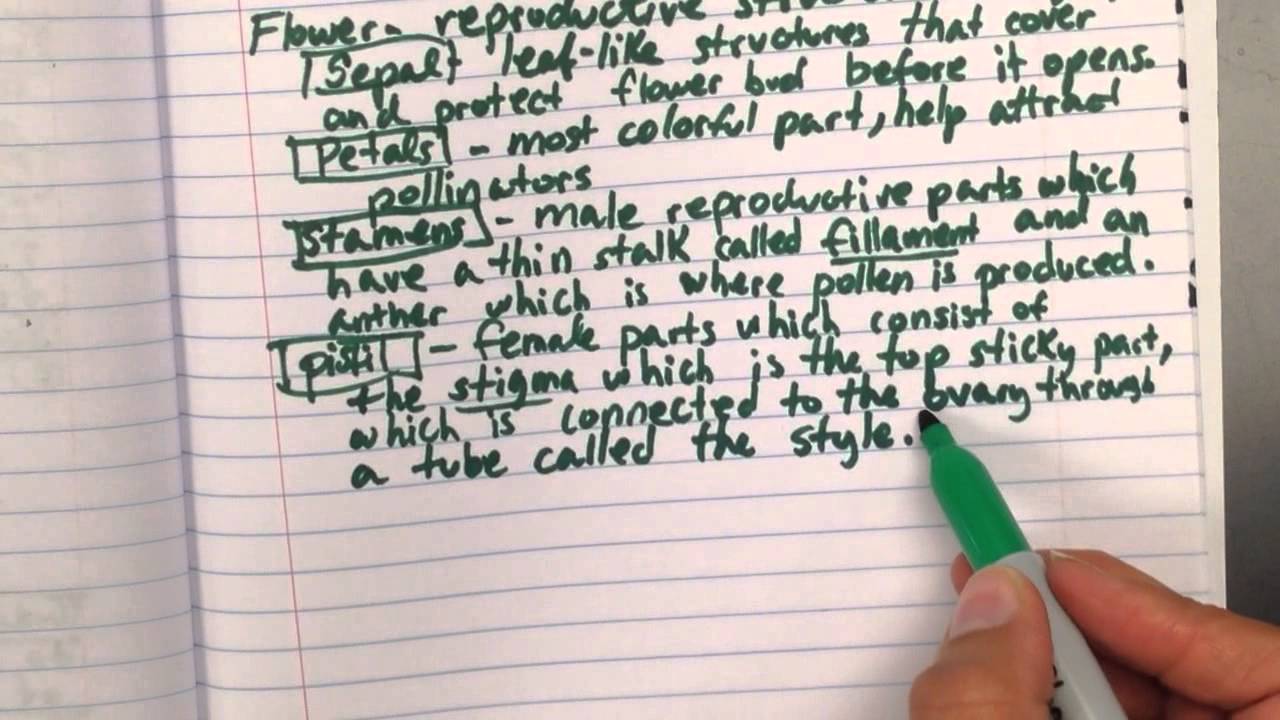 Flowering Plants YouTube