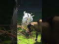 look at my goat #goat #whitegoat #animals #farming