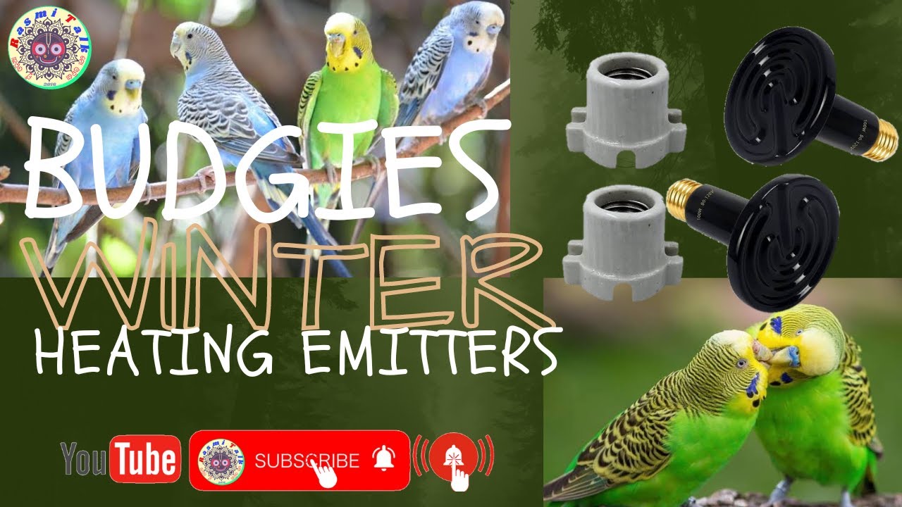 Ceramic Heat Lamp for Budgie Part 1 Winter Budgies HeatingLamp 