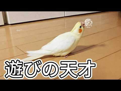 【LIVE】オカメインコ雛の無邪気な遊び