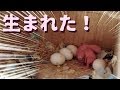 雛が生まれました！【セキセイインコ】【#11】