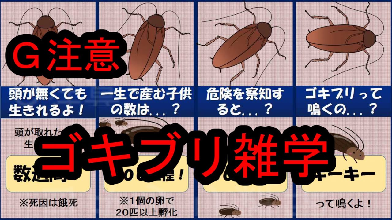雑学 ゴキブリについてまとめてみたよ ゴキブリやばい Youtube