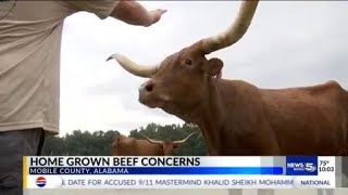 Local cattle producers concerned about Trumps beef import plan
