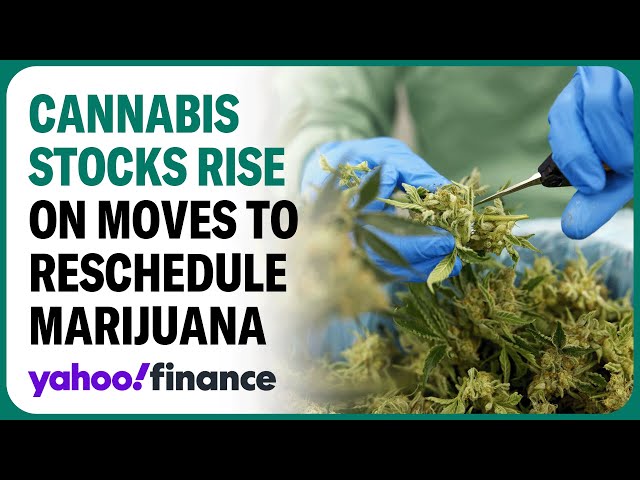 Cannabis stocks rise on report the US will reclassify marijuana
