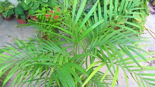 Areca Palm Caring Tips | Complete Guide | Urdu/Hindi