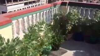 काठमाण्डौमा कौसी तरकारी खेती