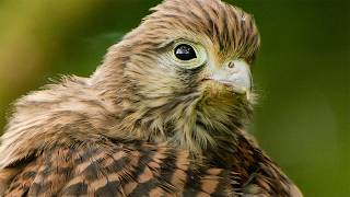 Fledged Kestrels Together Again As Mum Arrives With Dinner | Apollo & Athena | Robert E Fuller