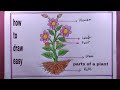 How To Draw A Plant Draw Parts Of A Plant Step By Step How To Draw A Plant Draw Parts Of A Plant Step By Step