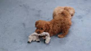 Toy Poodle & Toy Goldendoodle Puppies For Sale