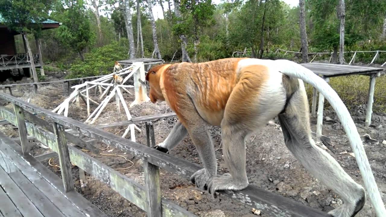 Big nose monkey walks like a boss