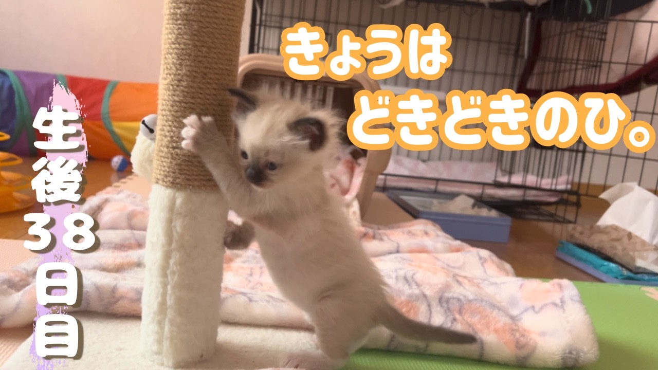 【子猫はじめての爪切り。】