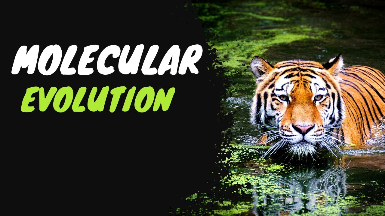 Unlocking the Secrets of Molecular Evolution: A Journey Through Time ...