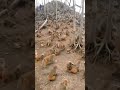 बंदरो का ढेर 🥱😦😧😨#status #monkey #shortsfeed #shortsfeed #monkeydance