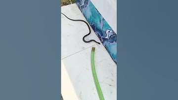 Snake Emerges from Water Pump Pipe – Unbelievable Moment! #shorts #snake #ytshorts #viral