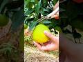 Harvesting ripe pomelo fruit carefully using sharp pruning scissors