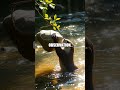 Mia, Finn, and the River Otter's Challenge