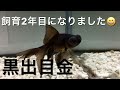 金魚　黒出目金　飼育２年目/It's been two years since I started to keep goldfish.