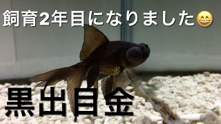 金魚　黒出目金　飼育２年目/It's been two years since I started to keep goldfish.