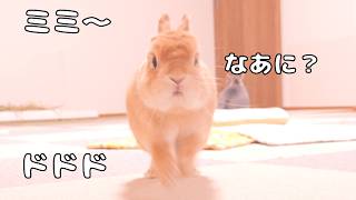 「ミミ」と呼んだらなぜか純粋な顔で全速力で駆けつけてきたムギが可愛すぎました【No.1859】