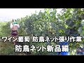 ワイン葡萄 防鳥ネット張り作業（防鳥ネット新品編） 長野県 季来里ふぁーむ・すずき