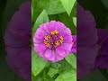 Beautiful Flowers in my backyard garden #short #shorts Zinnias, Marigolds, Sunflowers, Wildflowers