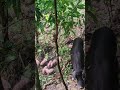 Encounter Wild Pig Give Birth in Mountain ⛰️🐗 #warthog #boar #pig #animal #short #wildpig #wildlife