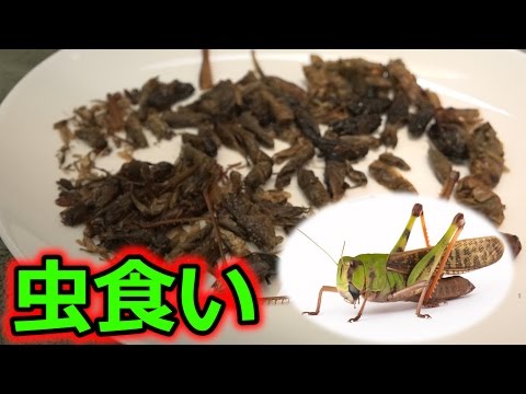 【閲覧注意】 大量のバッタと幼虫食べたらヤバかった