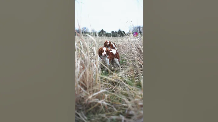Brittany spaniel pheasant hunting - Backing and Honoring #birds #hunting
